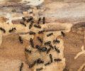 Extermination St-Eustache extermination de fourmis