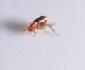 Exterminateur de puces à St-Eustache