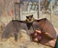 Capture de chauve souris à St-Eustache